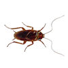 American Cockroach