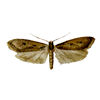 Brown House Moth