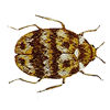 Carpet Beetle