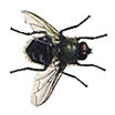 Cluster Fly