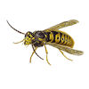 Common Wasp