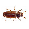 Confused Flour Beetle