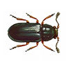 Copra Beetle