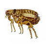 Dog Flea