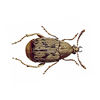 Dried Bean Weevil