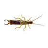 Earwig