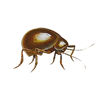 Gibbium Spider Beetles
