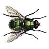 Greenbottle