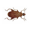 Ground Beetle