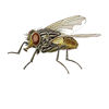 Common House Fly