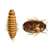 Khapra Beetle