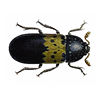 LarderBeetle