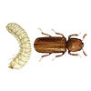 Lesser Grain Borer