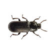 Mealworm Beetle