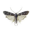 Mediterranean Flour Moth