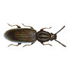 Merchant Grain Beetle