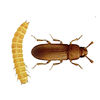 Red Rust Flour Beetle