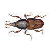 Rice Weevil