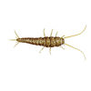 Silverfish