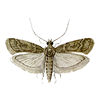 Warehouse Moth